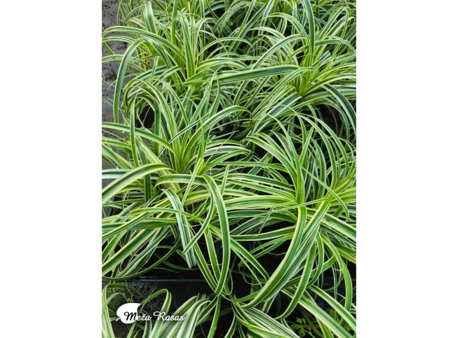 Carex   'Feather Falls'
